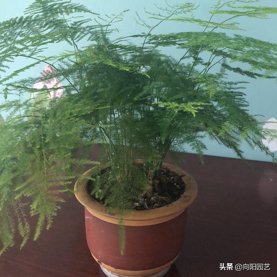 淘米水养花异味怎么处理,淘米水养花发臭