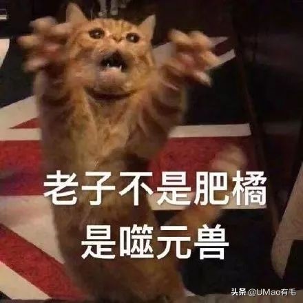 胖橘猫和黑猫,橘猫黑猫白猫哪个最可爱