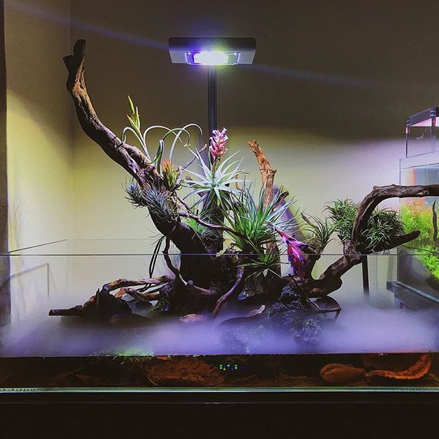 草缸开缸怎么快速建立硝化系统,鱼缸和草缸硝化系统哪个培养得快