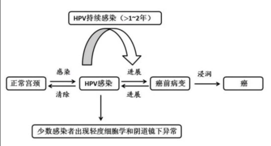 女性hpv11阳性会自愈吗,女性体检查出hpv怎么办