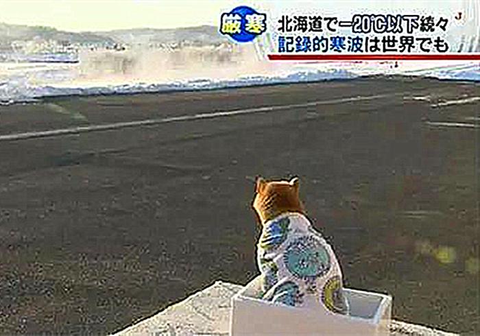 柴犬为什么喜欢恶劣天气,台风天老人遛柴犬