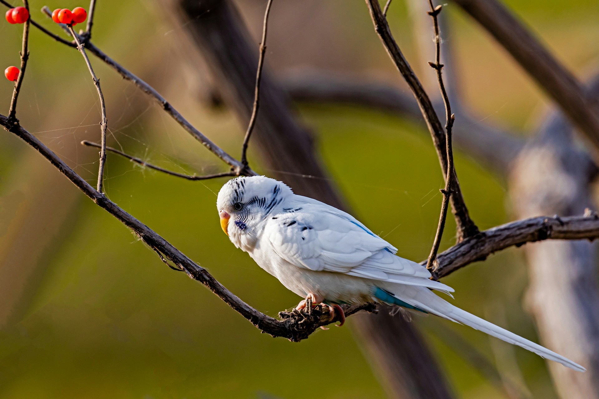 虎皮鹦鹉春天下蛋吗,鹦鹉下蛋繁殖需要什么条件