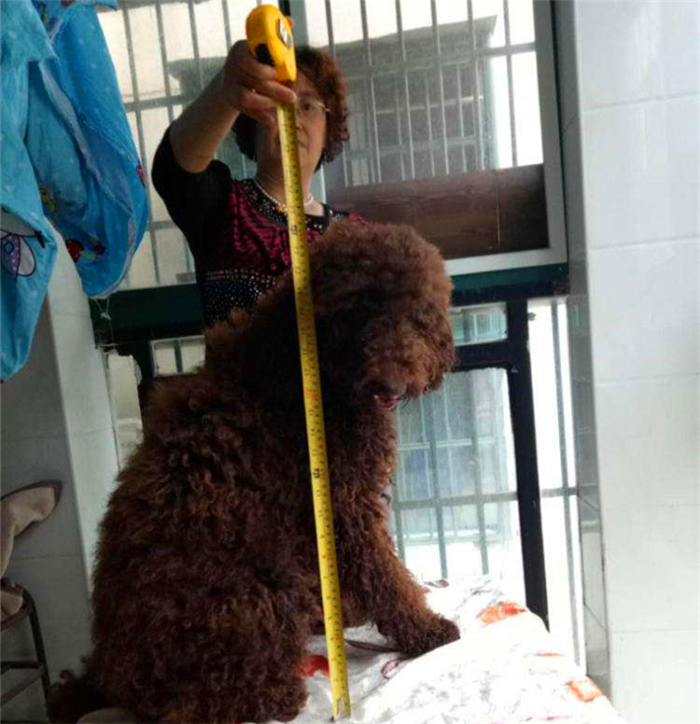 泰迪跟巨贵中间有什么关系呢,泰迪的正确喂养方法如下