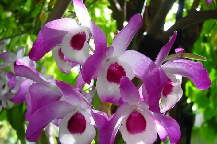 最好的兰花品种图片及名称大全,各种兰花品种详细介绍大全