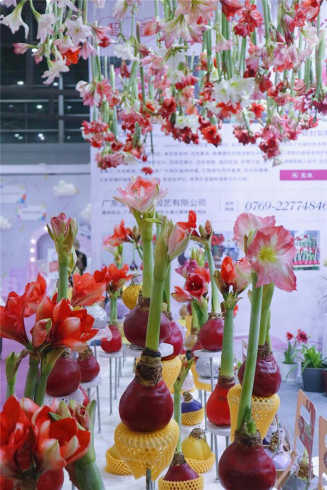 让人惊艳的花展,花展上看到的美到窒息