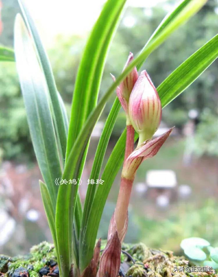 为什么兰花被称为国兰,为什么兰花又叫国兰