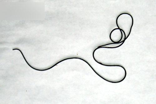 铁线虫来袭，能操纵螳螂“自杀”的寄生虫，能否控制人类？