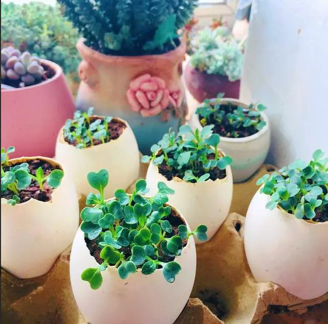 饮料瓶做的花盆如何浇水,用雪碧瓶做自动浇水花盆