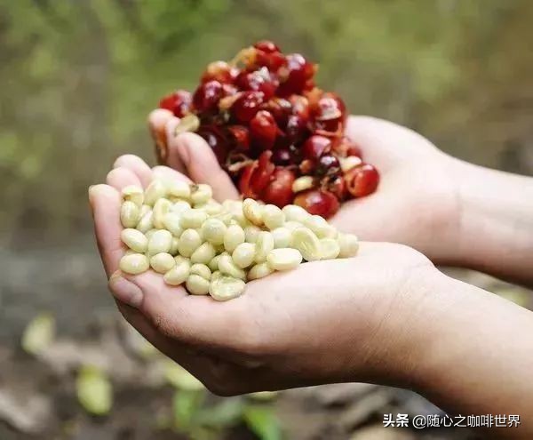 咖啡从采摘到制作过程视频,咖啡采摘加工过程