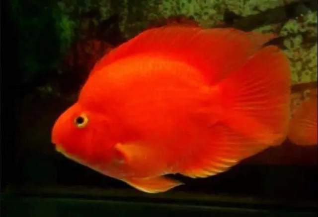 最显眼的观赏鱼品种有哪些,常见观赏鱼品种大全名字