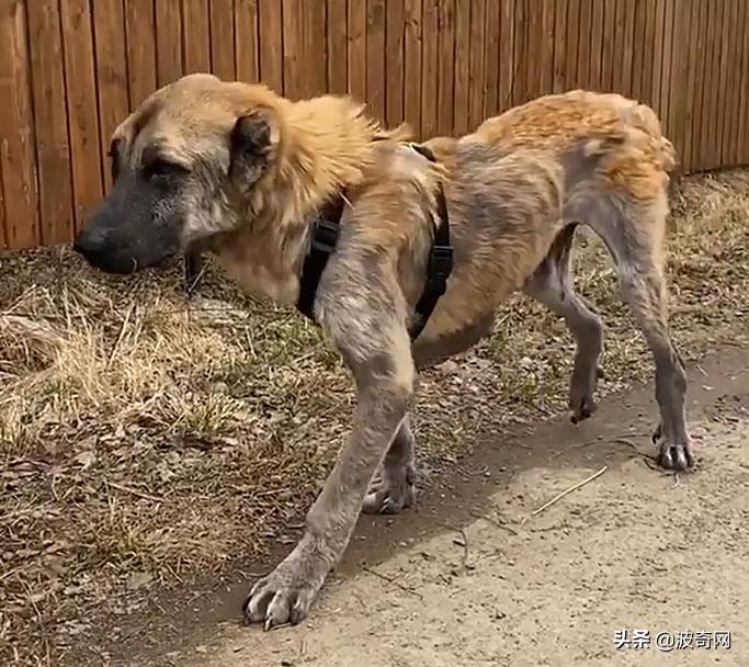 繁殖犬被割去声带,繁殖犬子宫脱落被丢弃