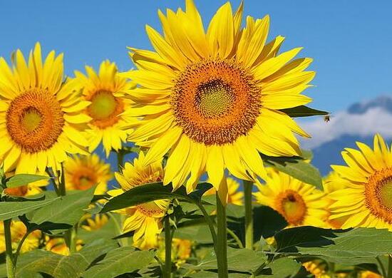 一朵向日葵和一束向日葵的花语,向日葵的花语寓意有哪些