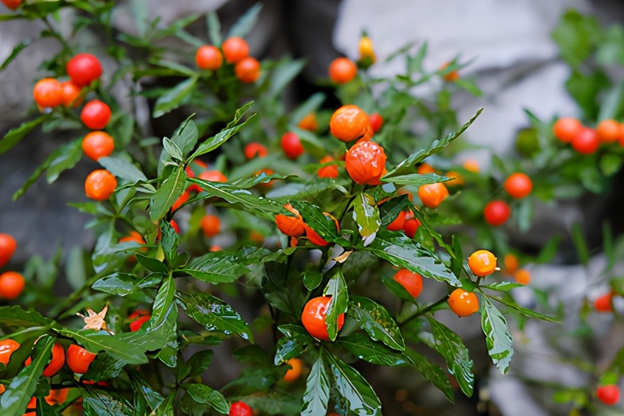 盆栽观果植物有哪些,观果植物具备哪些特征