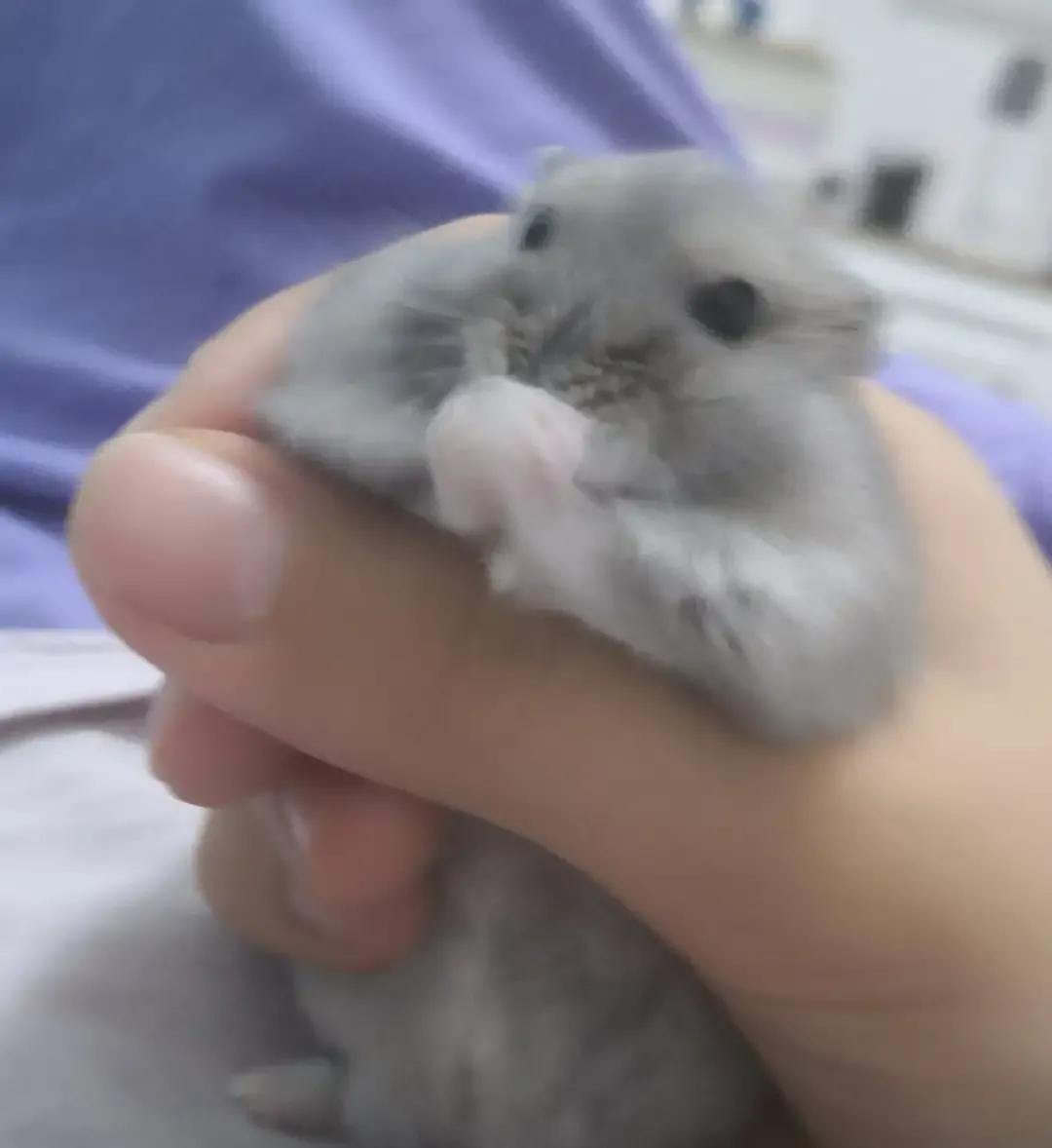 穷人学生党怎么养仓鼠,学生党养仓鼠怎么最省钱