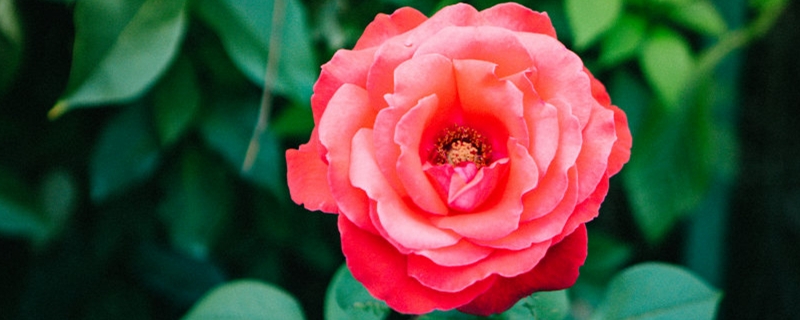 茶花是我国的十大名花吗,中国十大名花图片及花语