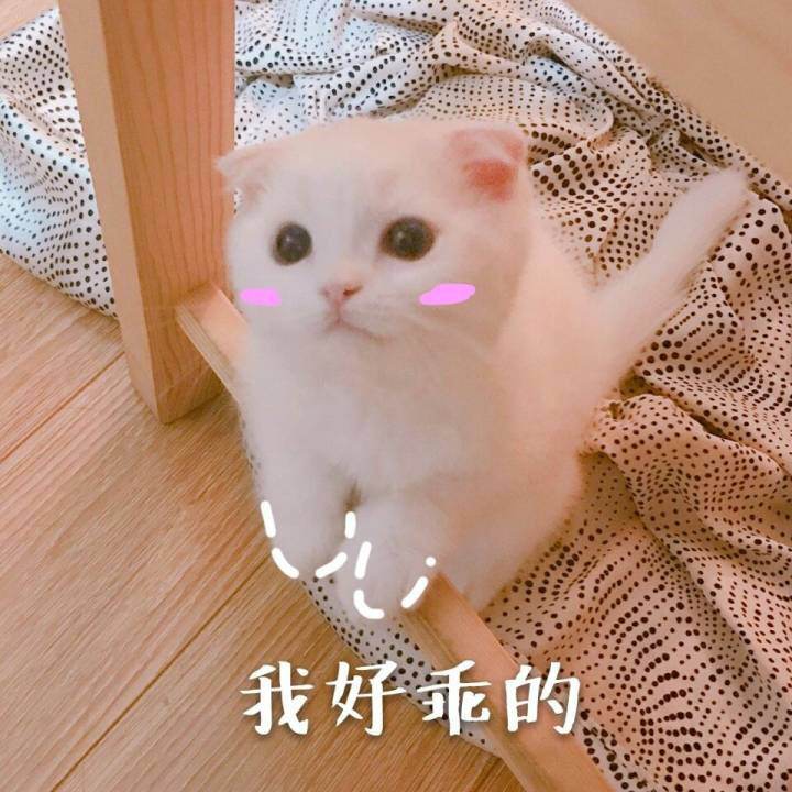 到底是养一只猫好还是养两只,养一只猫好一点还是两只猫好一点