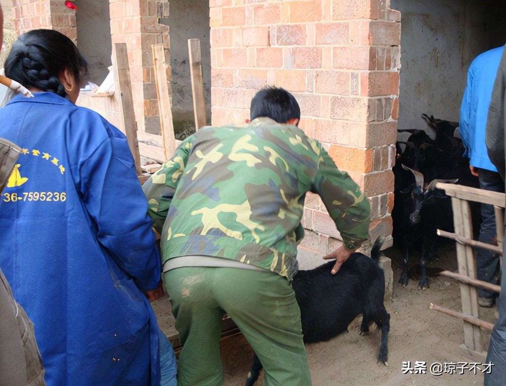 养羊的利润与成本计划书,养羊50只羊要投资多少钱