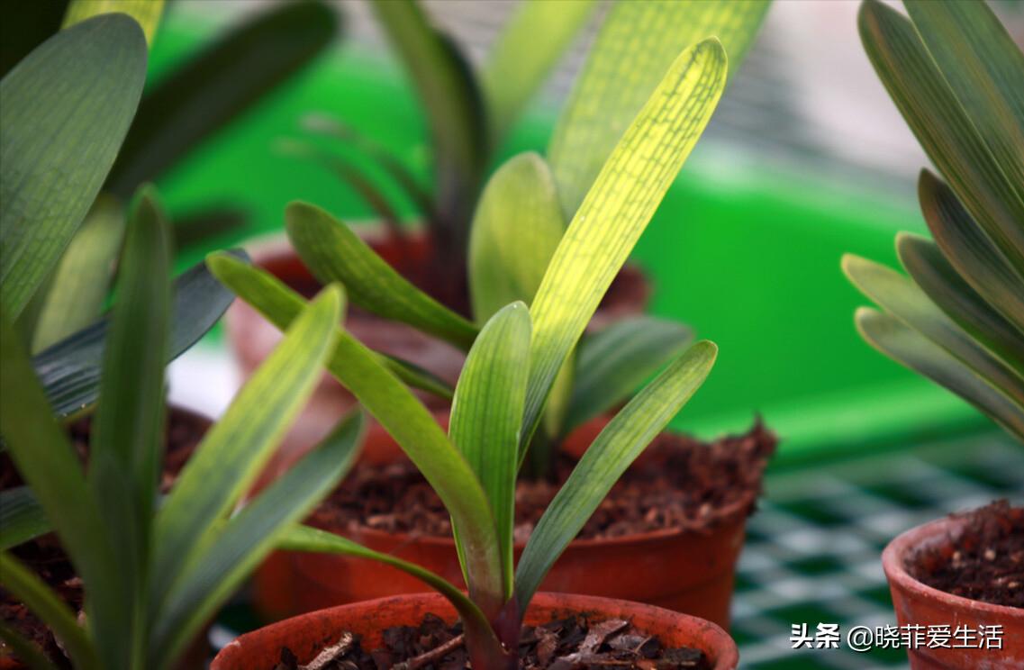 君子兰养了几年不开花要换盆吗,君子兰不开花这样养一年能开两茬