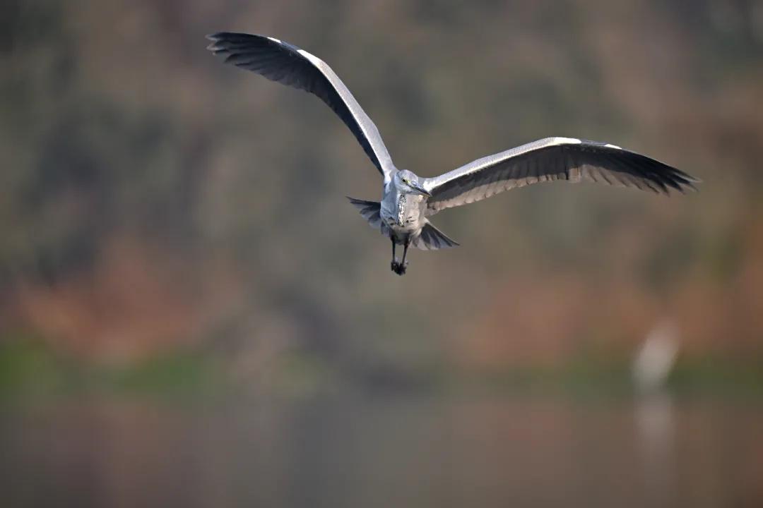 尼康z9旗舰相机详细评测,尼康z9机身的无损变焦功能