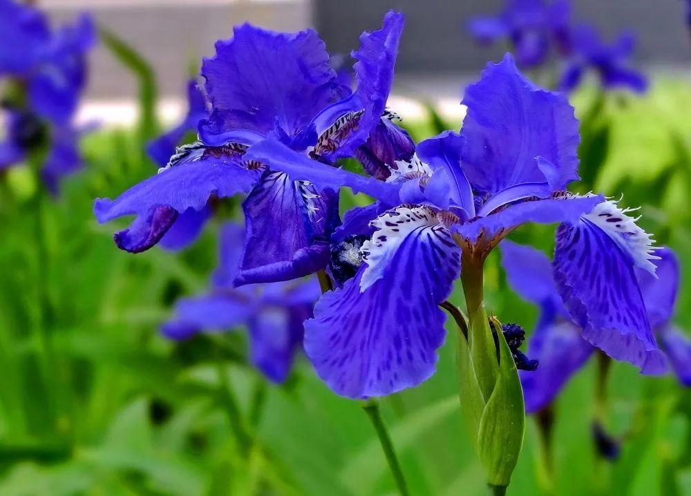 100种常见观叶植物图鉴史上最全,农村常见的100种植物