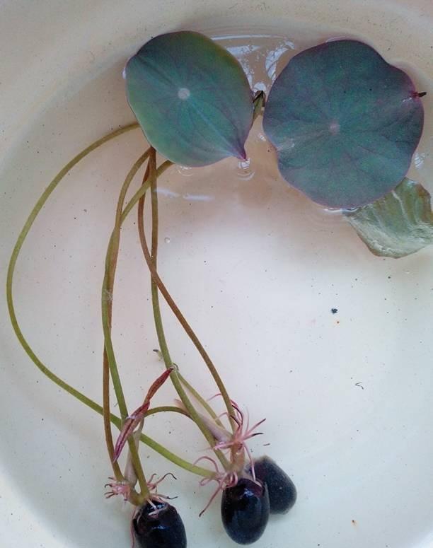 种碗莲到开花全过程,碗莲第二年如何种开花