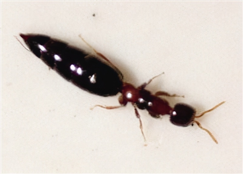 十大害虫的克星,常见害虫天敌