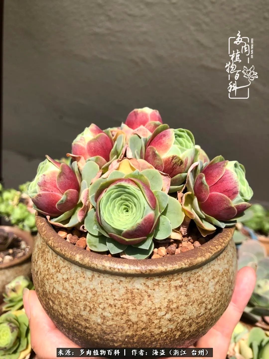 独爱玫瑰与法师！解密金老板和他的屋顶御花园