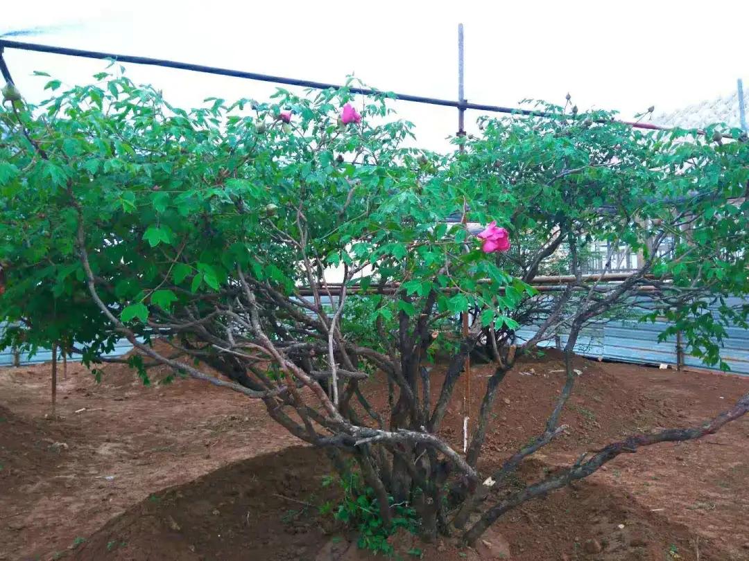 中国的国花是哪一种,中国的国花是什么时间定的