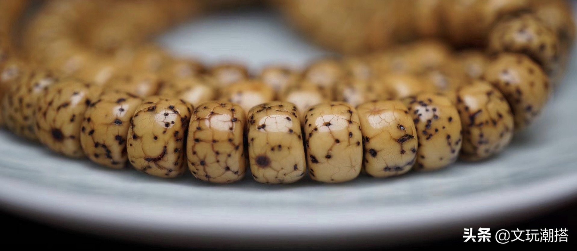 众星捧月的星月菩提,海南星月菩提众星捧月