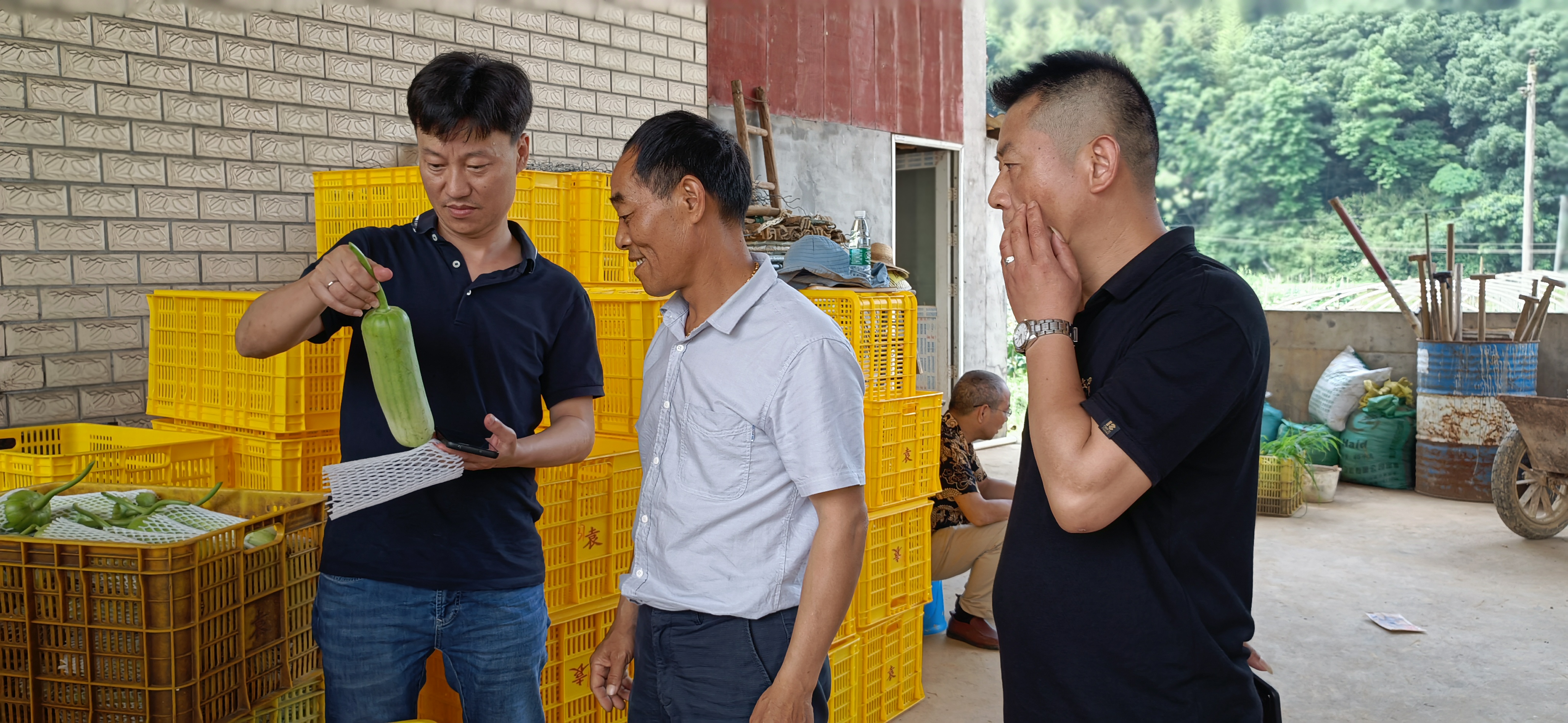 丝瓜创业致富,白关镇白丝瓜种植