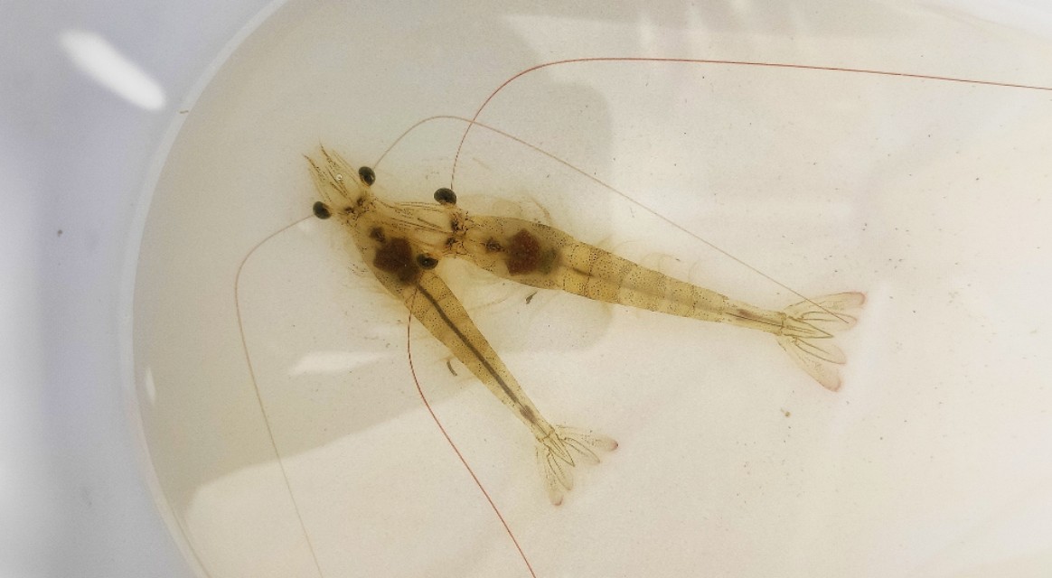 养殖南美白对虾如何调节水质,南美白对虾养殖过程中的水质管理