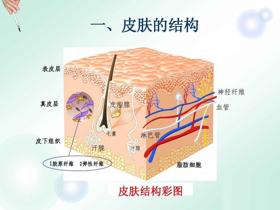 洗澡时搓下来的泥是什么？在显微镜下放大一百倍，看后让人不舒服