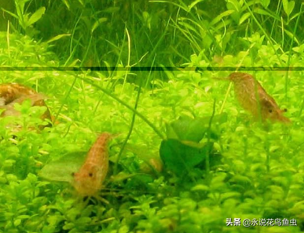 无水二氧化碳水草缸,1米半水草缸怎么设置