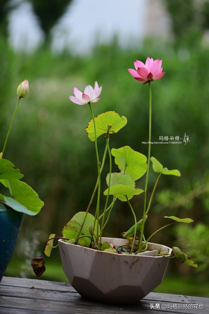 碗莲需要重复种植吗,碗莲种植不容易