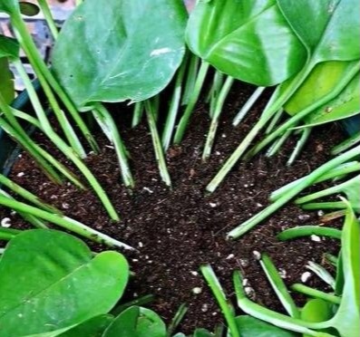 谁说绿萝知识浇浇水？很多人都养错了，绿萝应该这么养