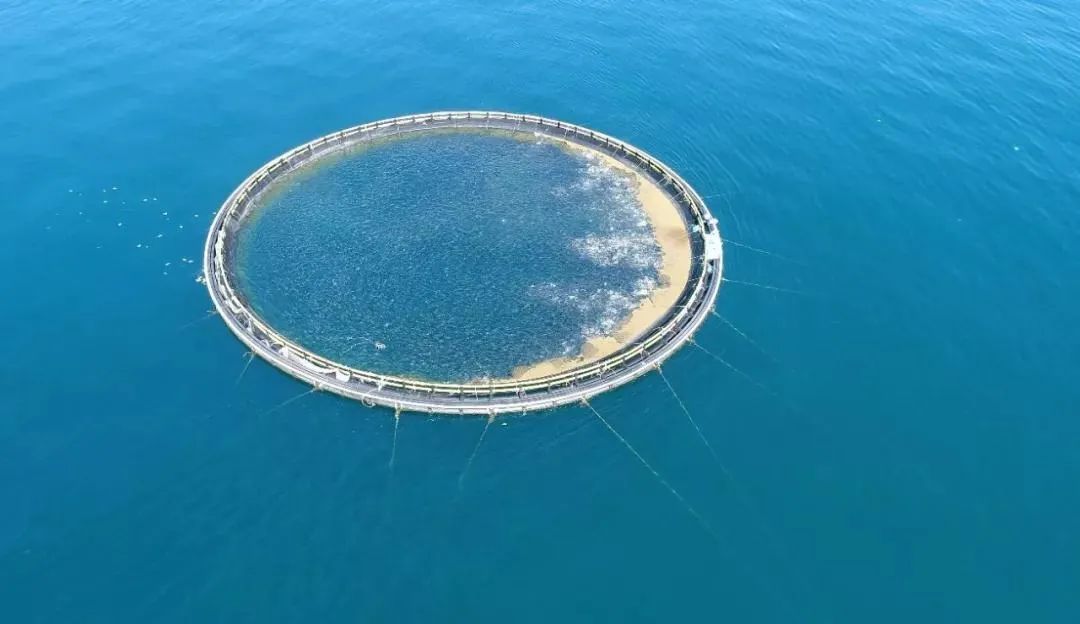仅靠“两条鱼”，这位潮商白手起家缔造出二十亿年产值的渔业王国