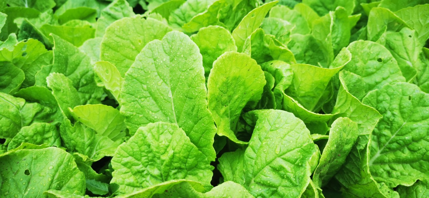 聚焦英文怎么写,围绕重点的视觉表达教学设计