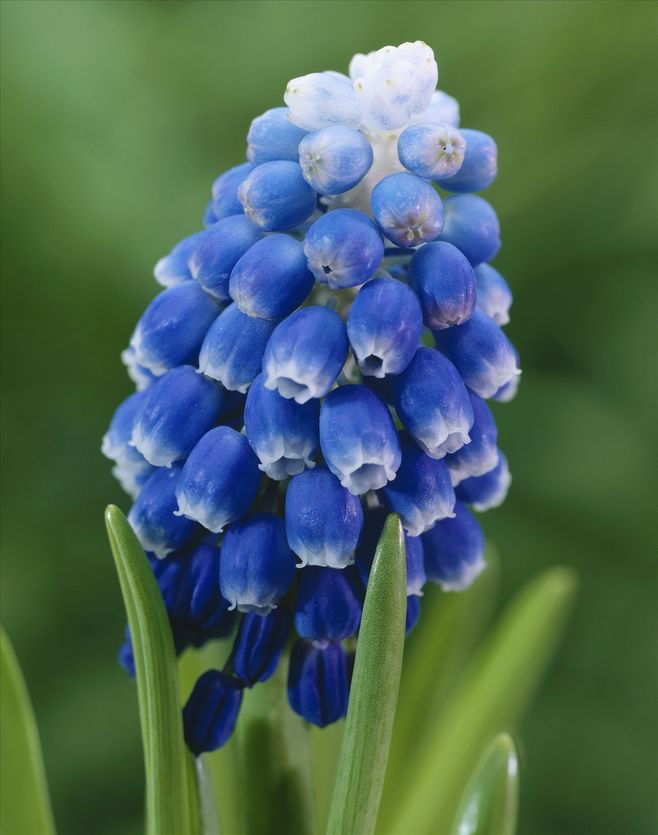 十种蓝色花,常见的六种蓝色花