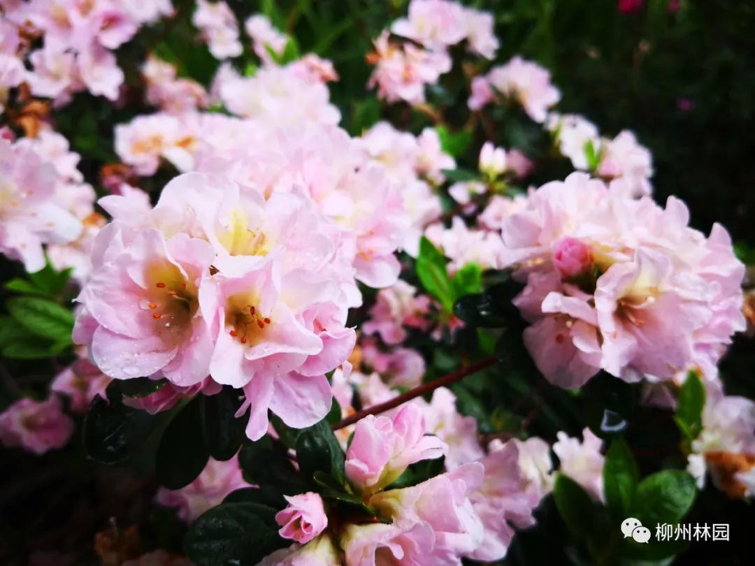 柳州柳侯公园有什么景物,柳州柳侯公园值得打卡