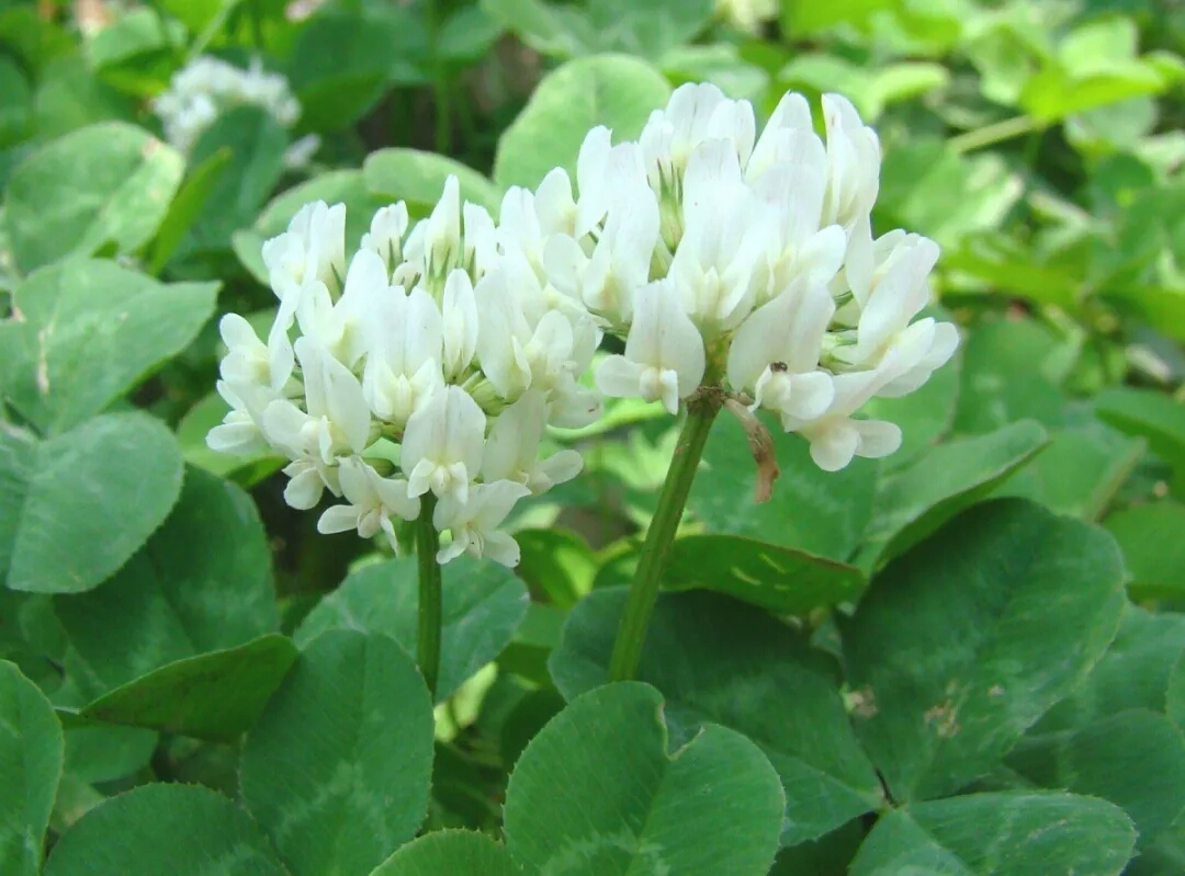 路边绿化常见花草图片及名称,63种路边常见却叫不上名的花草