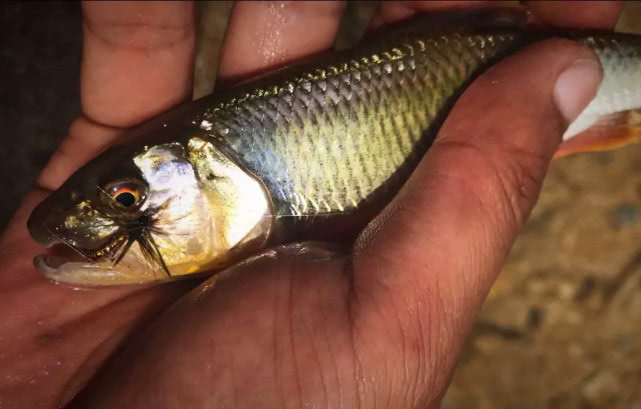 它是一种钓鱼的用具，更像是一件艺术品，国外叫飞绳我们叫毛钩