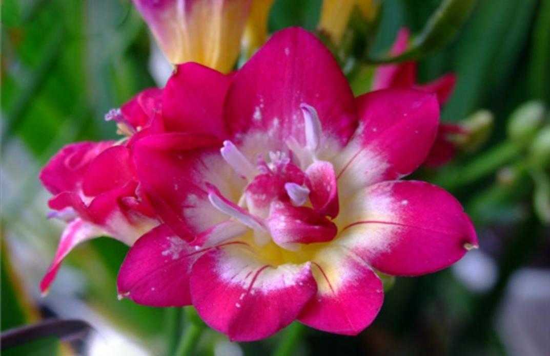 植物百科依兰花,香雪兰种植方法