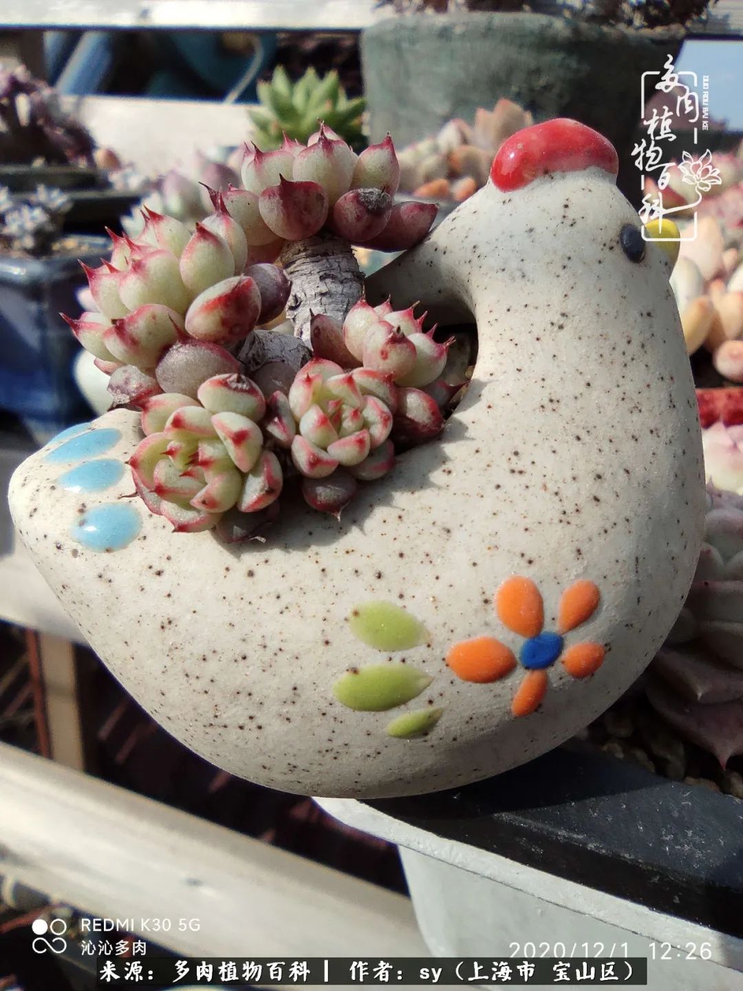 包邮区能养出状态的多肉,包邮区多肉养不死的品种