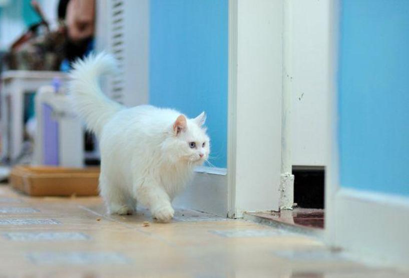 猫咪睡着翻来翻去是什么意思,猫咪有这些表现说明很蠢养得心累