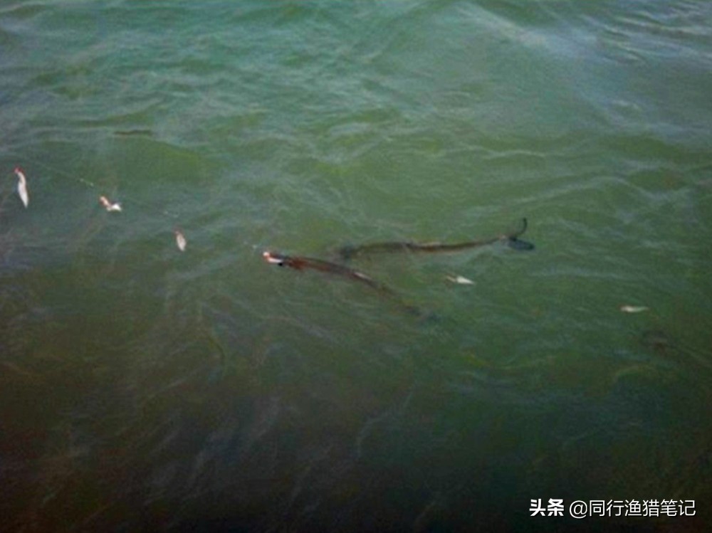 路亚串钩浮钓钓法,路亚串钩怎么浮钓