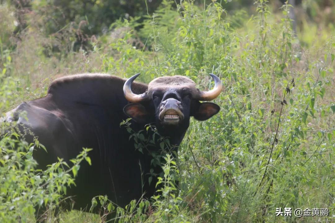 为什么云南女人长相好看,云南真的很漂亮吗
