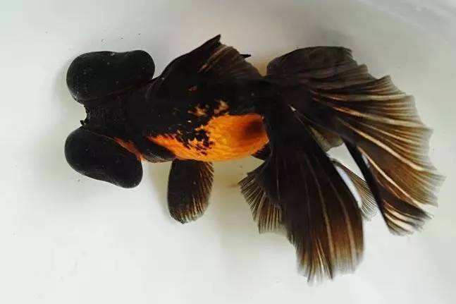 哪个品种的金鱼最漂亮最好看,传统金鱼国粹金鱼