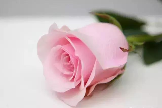 100种玫瑰品种图鉴大全,100种玫瑰品种图解