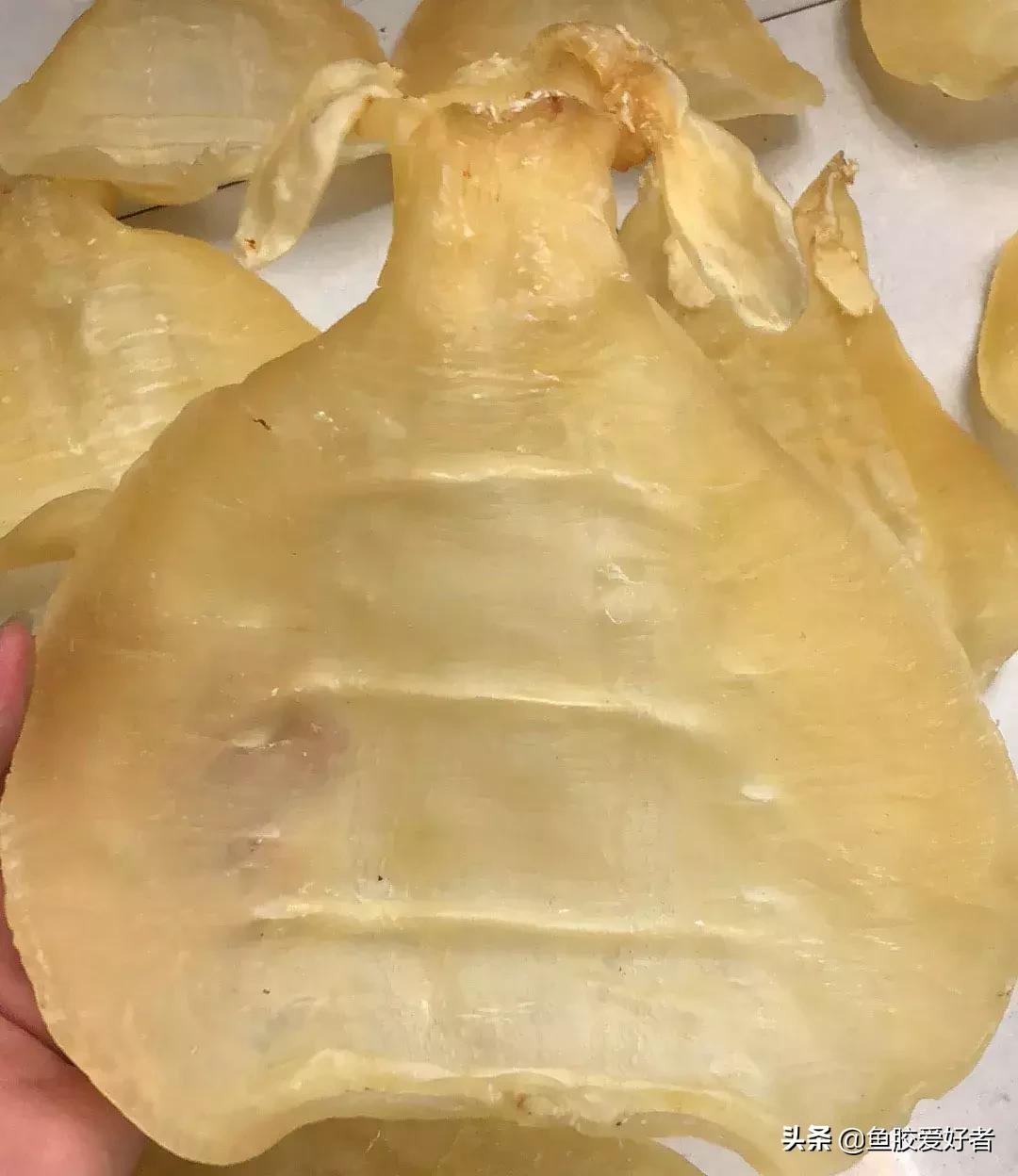 五大顶级鱼胶赤嘴鳘鱼胶,五大赤嘴鱼胶