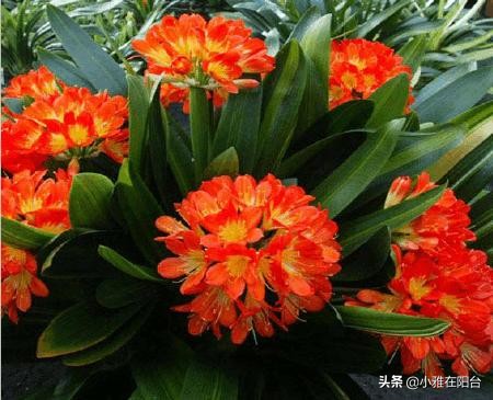 家庭君子兰开花期间怎么浇水施肥,君子兰开花期间怎么浇水加鸡蛋呢